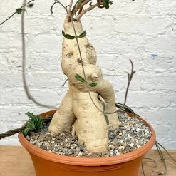 Raphionacme Flanaganii Large Specimen -Garden Care Store s753278155256112669 p1242 i4 w3024