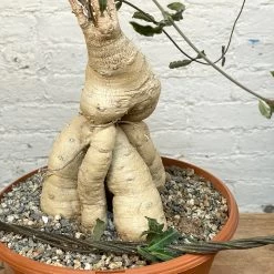 Raphionacme Flanaganii Large Specimen -Garden Care Store s753278155256112669 p1242 i5 w3024