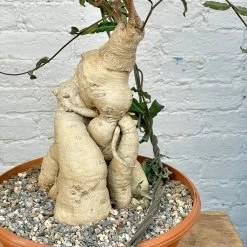 Raphionacme Flanaganii Large Specimen -Garden Care Store s753278155256112669 p1242 i6 w3024