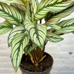 Calathea White Star -Garden Care Store s753278155256112669 p1264 i3 w3024