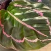 Calathea Dottie