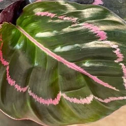 Calathea Dottie