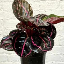 Calathea Dottie -Garden Care Store s753278155256112669 p1265 i6 w2322