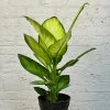 Dieffenbachia Tropic Marianne
