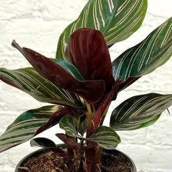 Calathea Ornata -Garden Care Store s753278155256112669 p1277 i3 w1865