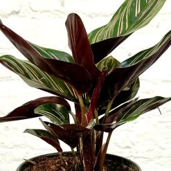 Calathea Ornata -Garden Care Store s753278155256112669 p1277 i4 w1780
