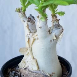 Cyphostemma Juttae Large Specimen 13 Cyphostemma Juttae Large Specimen -Garden Care Store s753278155256112669 p1279 i10 w1024