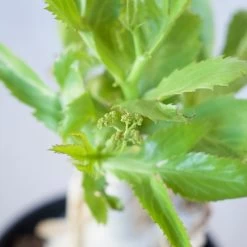 Cyphostemma Juttae Large Specimen 14 Cyphostemma Juttae Large Specimen -Garden Care Store s753278155256112669 p1279 i11 w1024