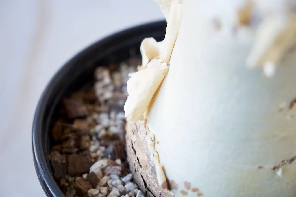 Cyphostemma Juttae Large Specimen 8 Cyphostemma Juttae Large Specimen - Image 8