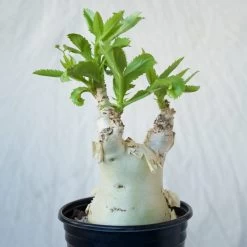 Cyphostemma Juttae Large Specimen