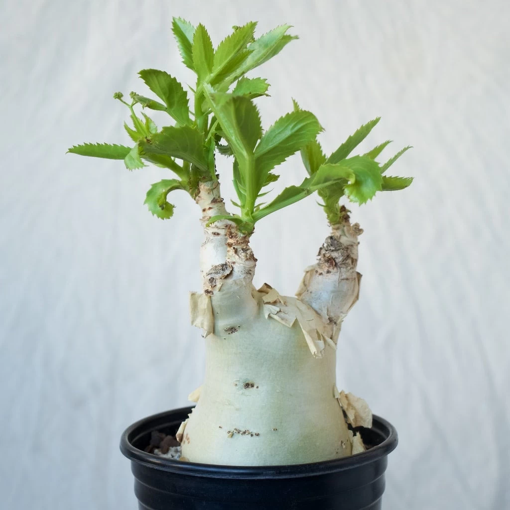 Cyphostemma Juttae Large Specimen 1 Cyphostemma Juttae Large Specimen