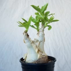 Cyphostemma Juttae Large Specimen 10 Cyphostemma Juttae Large Specimen -Garden Care Store s753278155256112669 p1279 i7 w1024