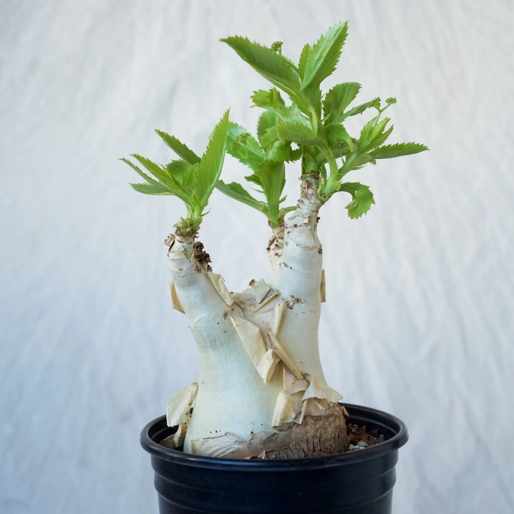 Cyphostemma Juttae Large Specimen 3 Cyphostemma Juttae Large Specimen - Image 3