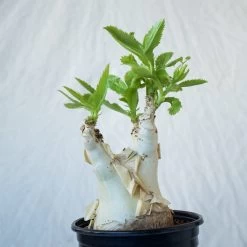 Cyphostemma Juttae Large Specimen 11 Cyphostemma Juttae Large Specimen -Garden Care Store s753278155256112669 p1279 i8 w1024