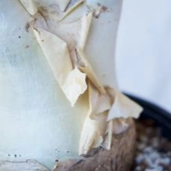 Cyphostemma Juttae Large Specimen 12 Cyphostemma Juttae Large Specimen -Garden Care Store s753278155256112669 p1279 i9 w1024