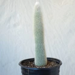 Cleistocactus Strausii - Snowpole Cactus - Silver Torch Cactus -Garden Care Store s753278155256112669 p1280 i3 w1024