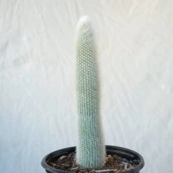 Cleistocactus Strausii - Snowpole Cactus - Silver Torch Cactus -Garden Care Store s753278155256112669 p1280 i4 w1024