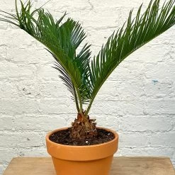 Sago Palm - Cycas Revoluta 8 Sago Palm - Cycas Revoluta -Garden Care Store s753278155256112669 p1281 i1 w2411