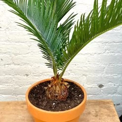 Sago Palm - Cycas Revoluta 9 Sago Palm - Cycas Revoluta -Garden Care Store s753278155256112669 p1281 i2 w3024