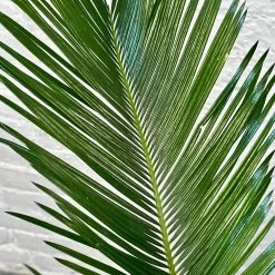 Sago Palm - Cycas Revoluta 10 Sago Palm - Cycas Revoluta -Garden Care Store s753278155256112669 p1281 i3 w3024