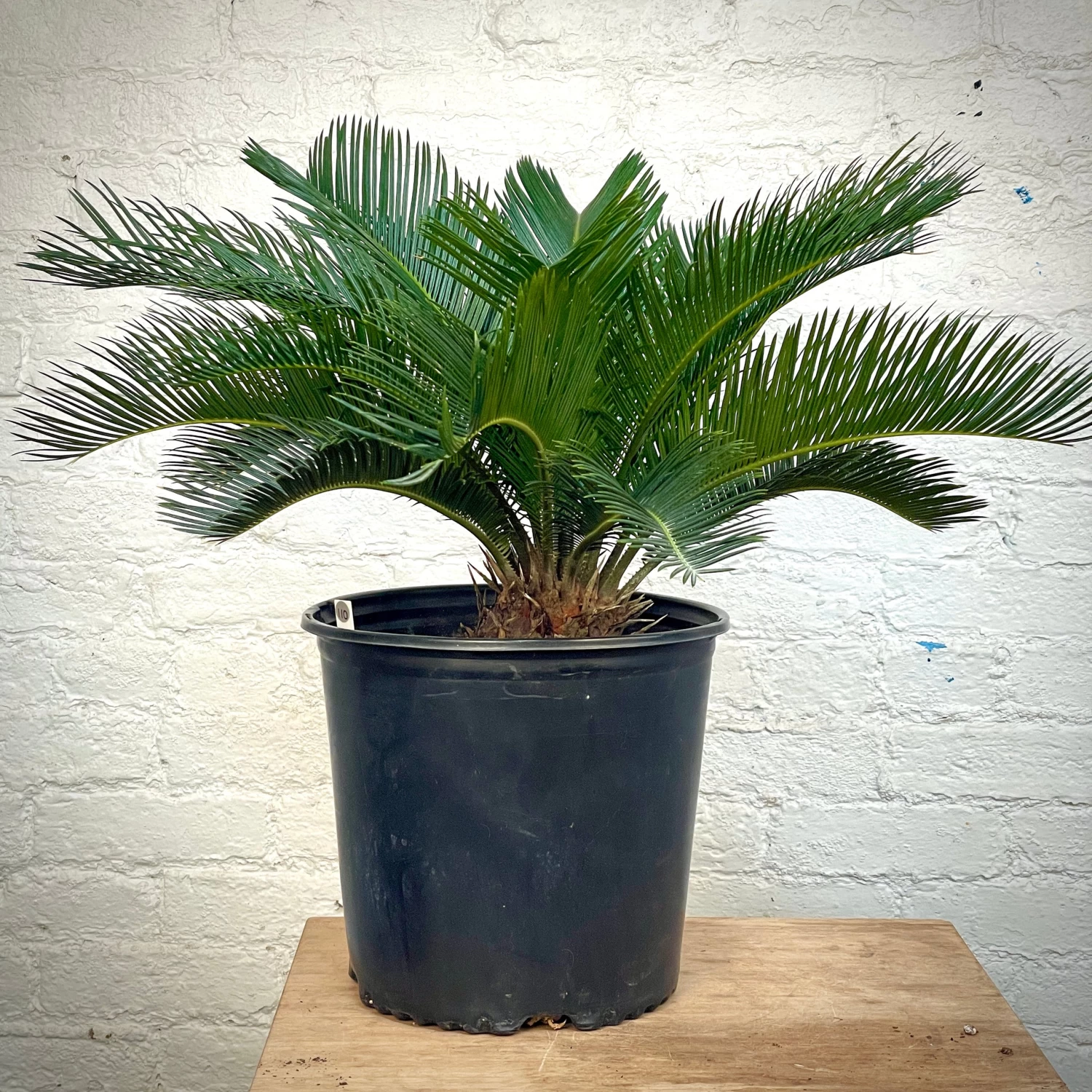 Sago Palm - Cycas Revoluta 6 Sago Palm - Cycas Revoluta - Image 6