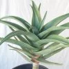 Aloe Hercules - 15 Gallon Pot