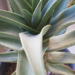 Aloe Hercules - 15 Gallon Pot 5 Aloe Hercules - 15 Gallon Pot -Garden Care Store s753278155256112669 p1282 i3 w1024
