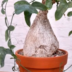 Adenia Viridiflora -Garden Care Store s753278155256112669 p1285 i11 w4000