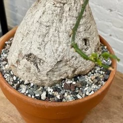 Adenia Viridiflora -Garden Care Store s753278155256112669 p1285 i5 w3024