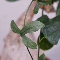 Adenia Viridiflora -Garden Care Store s753278155256112669 p1285 i7 w3995