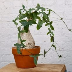 Adenia Viridiflora -Garden Care Store s753278155256112669 p1285 i8 w3664