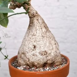 Adenia Viridiflora -Garden Care Store s753278155256112669 p1285 i9 w3995