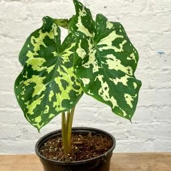 Alocasia Hilo Beauty5" Succulent Easton Pot And Saucer Shipping And Handling Gravel / Soil Soil Scoop Plant Label