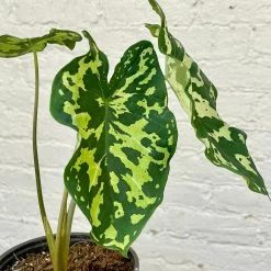 Alocasia Hilo Beauty5" Succulent Easton Pot And Saucer Shipping And Handling Gravel / Soil Soil Scoop Plant Label -Garden Care Store s753278155256112669 p1287 i4 w2938