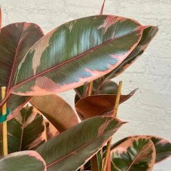 LARGE Rubber Plant - Ficus Elastica Decora Ruby -Garden Care Store s753278155256112669 p1289 i3 w3024