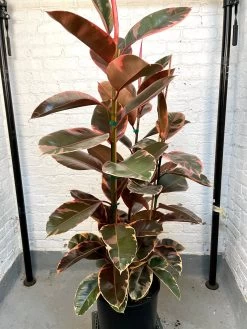 LARGE Rubber Plant - Ficus Elastica Decora Ruby -Garden Care Store s753278155256112669 p1289 i4 w3024