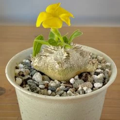 Pachypodium Brevicaule -Garden Care Store s753278155256112669 p129 i10 w3024