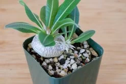 Pachypodium Brevicaule -Garden Care Store s753278155256112669 p129 i5 w2906