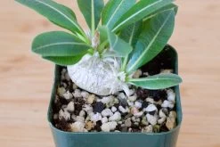 Pachypodium Brevicaule -Garden Care Store s753278155256112669 p129 i6 w2620