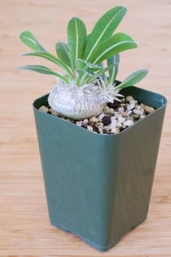 Pachypodium Brevicaule -Garden Care Store s753278155256112669 p129 i7 w1909