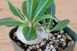 Pachypodium Brevicaule -Garden Care Store s753278155256112669 p129 i8 w2733