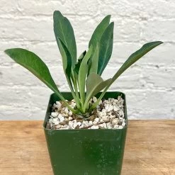 Euphorbia Bupleurifolia