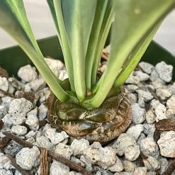 Euphorbia Bupleurifolia -Garden Care Store s753278155256112669 p1307 i2 w1318