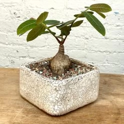 Phyllanthus Mirabilis Wide Caudex Specimen -Garden Care Store s753278155256112669 p1313 i10 w3024