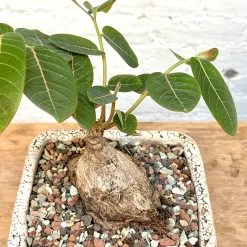 Phyllanthus Mirabilis Wide Caudex Specimen -Garden Care Store s753278155256112669 p1313 i12 w3024