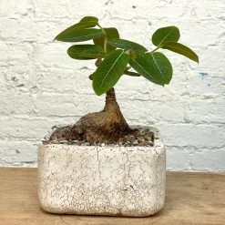 Phyllanthus Mirabilis Wide Caudex Specimen -Garden Care Store s753278155256112669 p1313 i9 w3024