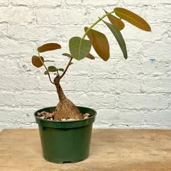 Phyllanthus Mirabilis 5 Inch Pot