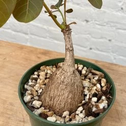 Phyllanthus Mirabilis 5 Inch Pot -Garden Care Store s753278155256112669 p1314 i17 w3024