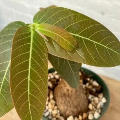 Phyllanthus Mirabilis 5 Inch Pot -Garden Care Store s753278155256112669 p1314 i19 w3024