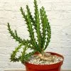 Euphorbia Knuthii - 8 Inch Pots